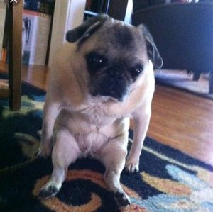 Meet your Posher, Benjamin